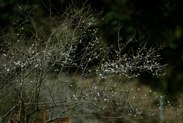 冬の横沢